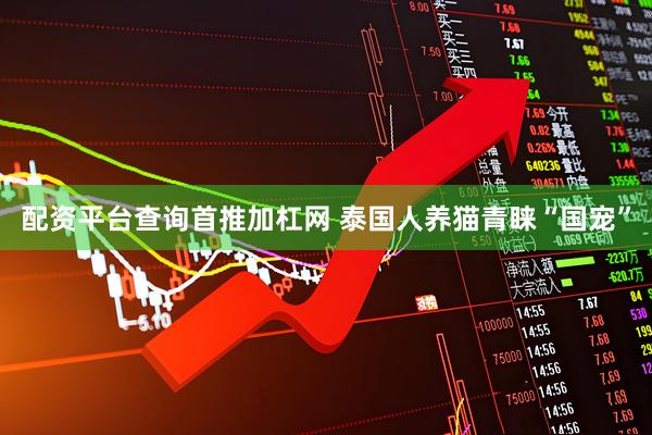 配资平台查询首推加杠网 泰国人养猫青睐“国宠”